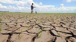 La NASA advierte que el cambio climático producirá grandes caídas en la agricultura