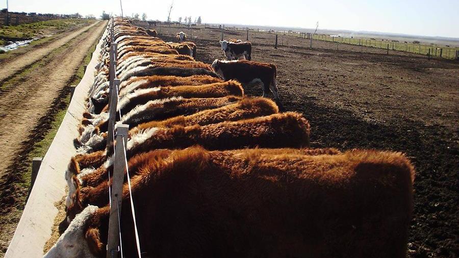 La USDA prevé que Argentina exporte 700 mil toneladas de carne vacuna sin carcasa
