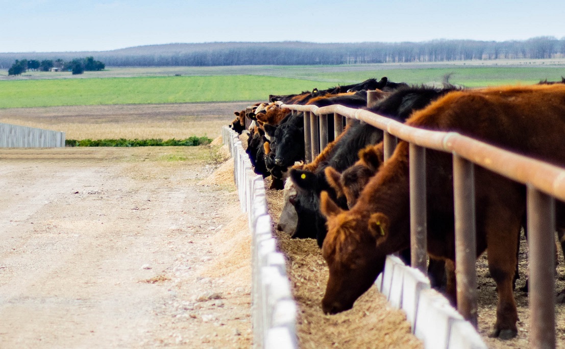 En noviembre ’22, cayó 4,5% el stock de hacienda bovina en feedlot