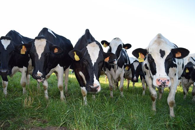 La sequía e incendios en el Litoral podría dejar un duro golpe para el stock de vacas
