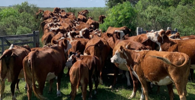 En Uruguay, los ganaderos plantean: «debemos ser eficientes tranqueras hacia adentro»