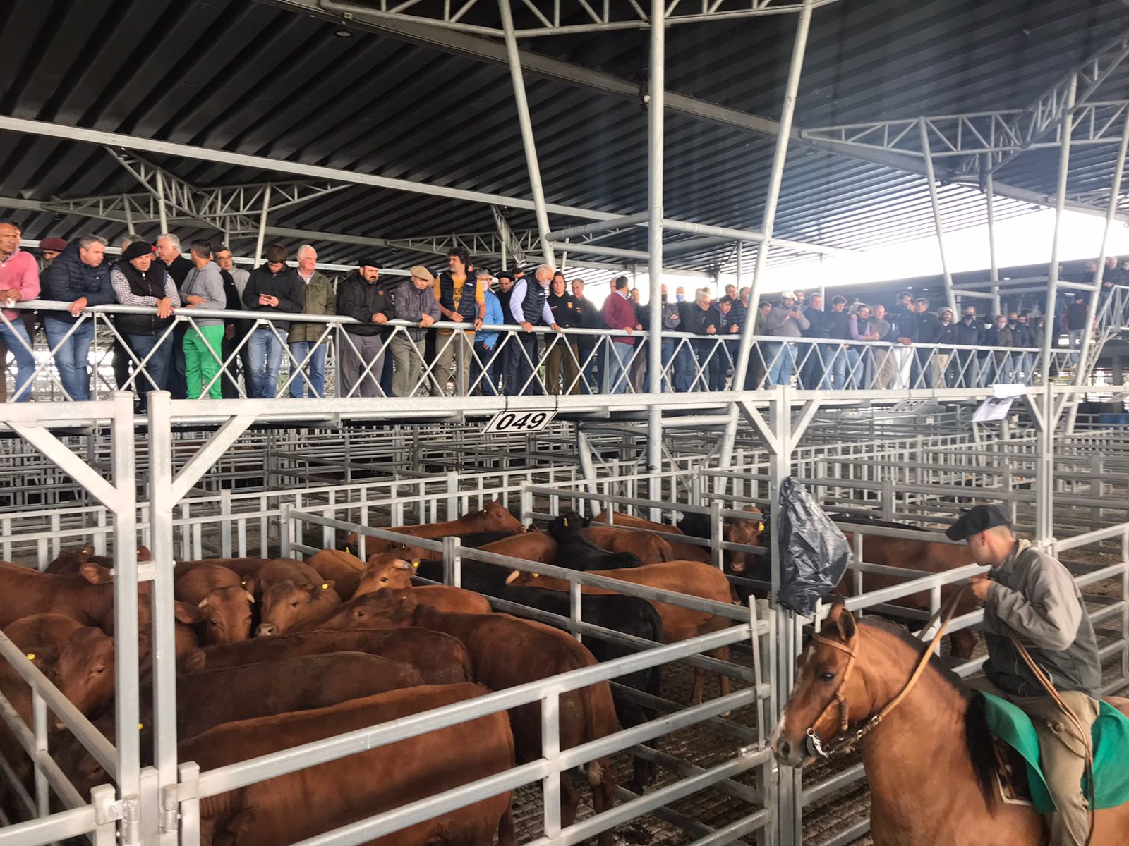 Las Vacas recibieron precio máximo de $ 490 en Cañuelas