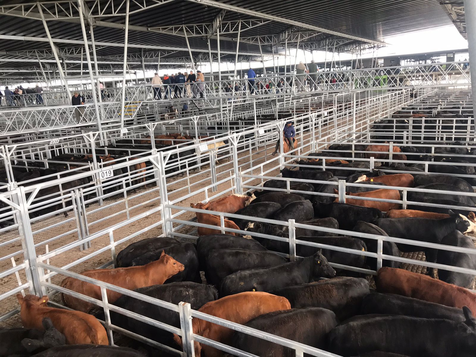 En Cañuelas, las Vacas registraron un precio de 470 pesos
