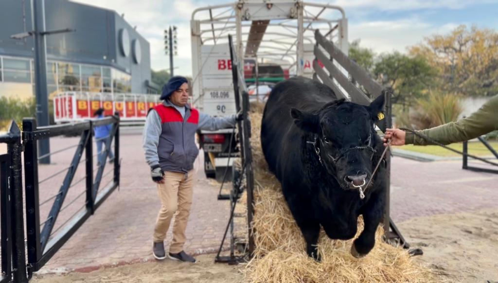 Primer toro llegó a La Rural para Expo Angus 2022