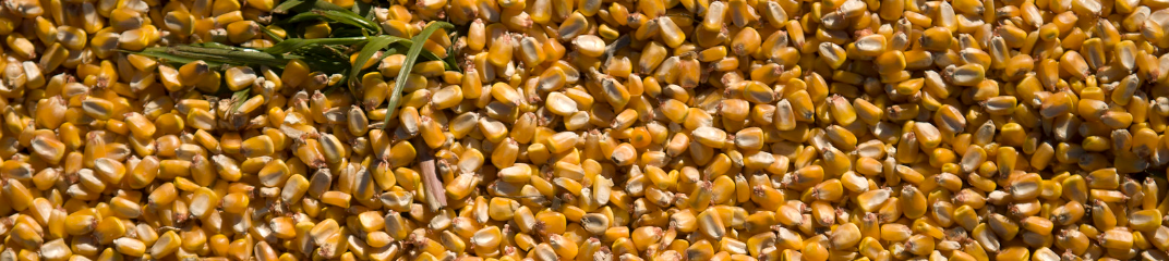 El maíz cerró la última semana en baja en Chicago