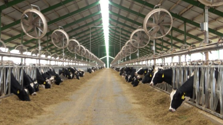 Megatambo convierte 7.000 hectáreas de pasto en leche