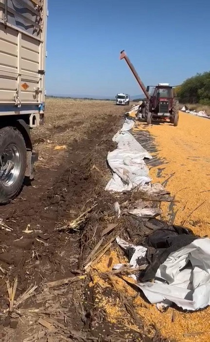 En Santiago del Estero, productor de maíz sufrió rotura de cinco silobolsa