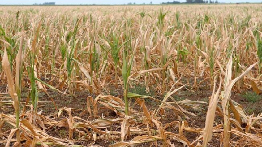 La superficie sembrada con maíz es la más baja en seis años