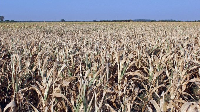 La falta de lluvias hace poner especial atención en los cultivos de verano 2022-23