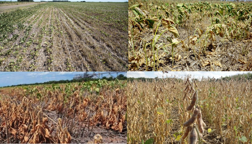 Malos resultados para el cultivo de soja de primera por el impacto de la sequía