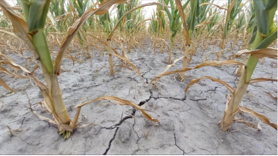 La sequía le pega de lleno al maíz temprano en centro norte de Santa Fe