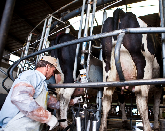 Cuenca Abasto Norte lideró precios de leche en marzo ’23 a $86,87