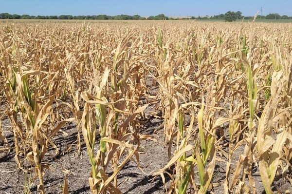 La falta de lluvias redujo a 33,5 M/tn la proyección de soja y de 41 M/tn en maíz