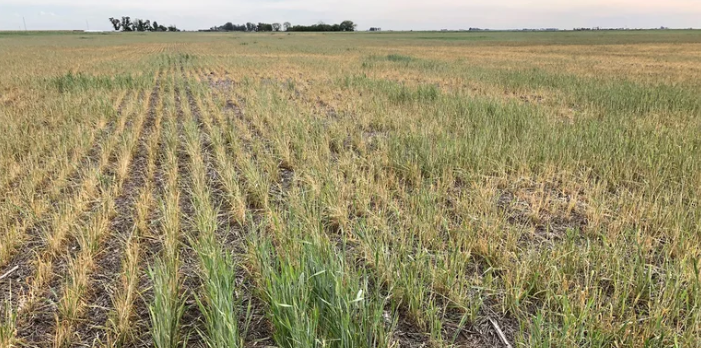 La cadena de trigo dejará de aportar u$s 3700 M por la sequía