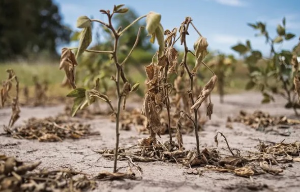 Bolsa de Rosario recortó de 49 M a 37 M tn la previsión de producción de soja por la sequía