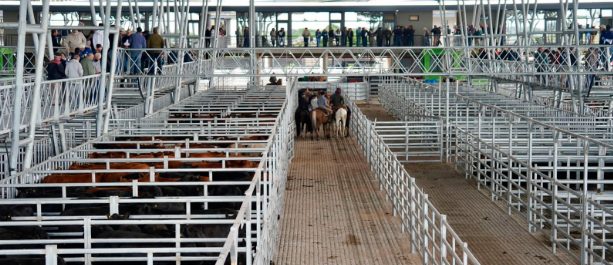 En Cañuelas, las Vacas le impuso el ritmo al mercado agroganadero