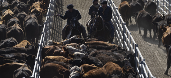 Las Vacas siguen arribando a Cañuelas y consiguen precios de $480