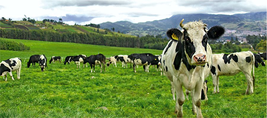 Desafíos sectoriales para la lechería en Chile en el 2024